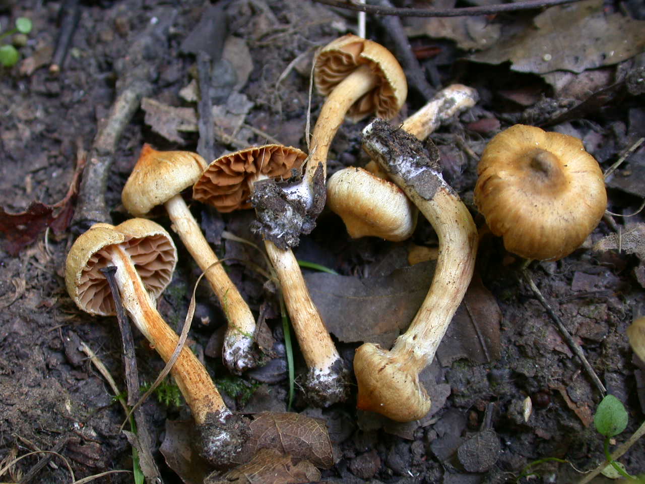 Cortinarius acutus (da confermare)